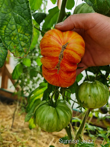 Valik 10 maitsvaid triibuliste tomatite sorte! Seemned (2 foto / 10)