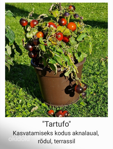 4 сорта вкусных и экзотических томатов MICRO DWARF (семена) (фото #6)