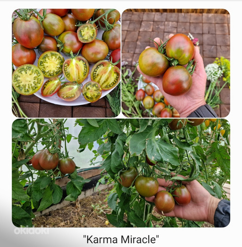 10 сортов вкусных и экзотических коктейльных помидоров (семена) (фото #3)