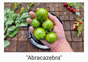 10 sordi maitsev ja eksootiline kokteiltomatid (seemned) (5 foto / 10)