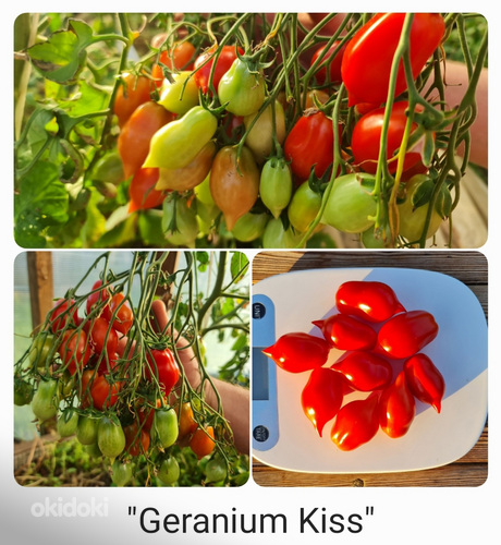 10 сортов вкусных и экзотических помидоров черри (семена) (фото #7)