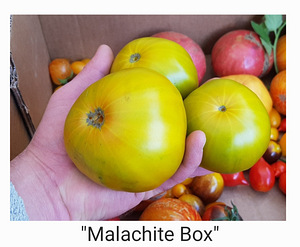 10 sordi ilus maitsev eksootiline liha tomatit (seemned) #3 (9 foto / 10)