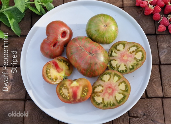 Рассада низкорослых кустовых томатов для открытого грунта (фото #6)