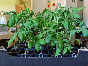 Kõrgete tomatite seemikud. Kogus on piiratud (1 foto / 1)