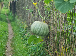 Muskat kõrvits seemikud (4 foto / 4)
