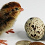 Перепела - яйцо инкубационное и пищевое, молодняк и мясо (фото #1)