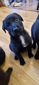 Продам щенят (3 фото из 10)