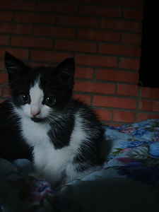 Котенок (1 фото из 1)