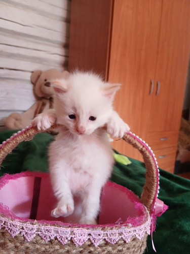Котята