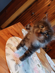 Котенок (2 фото из 4)