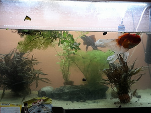 Kuldkalad 2 (isased) + 125L akvaarium + plecod 2 (isased) (2 foto / 2)