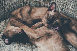 Kilmingas Birmos kačiukas (7 foto / 7)
