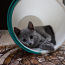 Чистокровные котята породы русская голубая (фото #3)