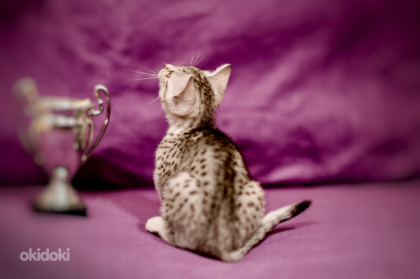 Egyptian Mau Valga, Valga vald, Valgamaa, Kassid – okidoki