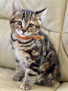 Kurili bobtail KBS (2 foto / 9)