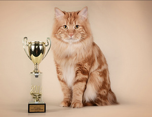Kurili bobtail KBS (7 foto / 9)