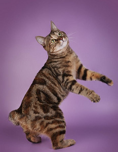 Kurili bobtail KBS (8 foto / 9)