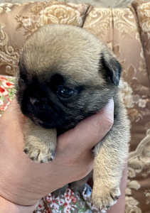 Mops, Mopsi kutsikad (1 foto / 4)