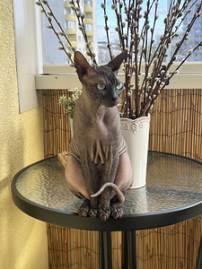 Doni Sphynx (6 foto / 7)