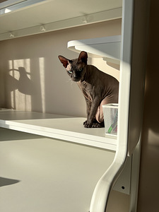 Doni Sphynx (7 foto / 7)