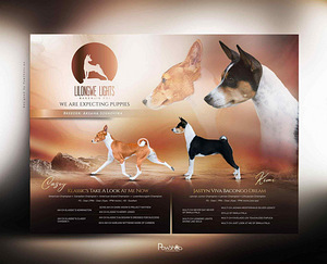 Basendži kucēni (2 foto no 8)