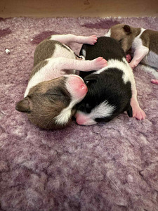 Basendži kucēni (4 foto no 8)