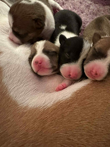 Basendži kucēni (5 foto no 8)