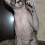 Канадский сфинкс котёнок (фото #1)