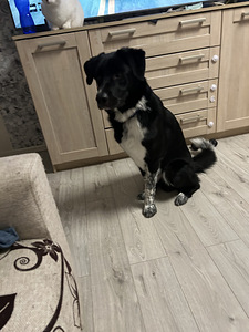 Annan ära koera (1 foto / 2)