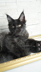 Maine coon zēns (3 foto no 3)
