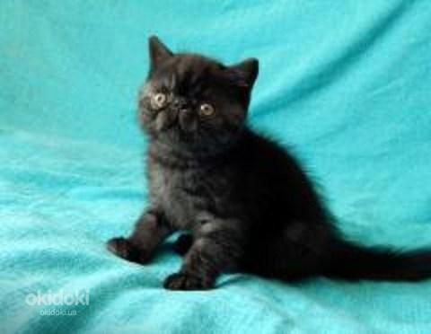 Американские экзотические короткошерстные котята - экзоты (фото #3)