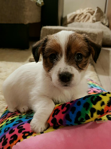 Jack russelli terjeri kutsikad Jacks Fullofjoy (3 foto / 7)