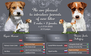 Jack russelli terjeri kutsikad Jacks Fullofjoy (7 foto / 7)