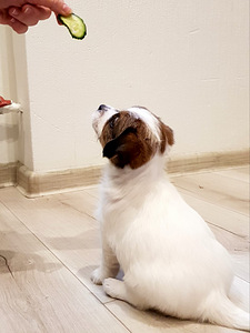 Jack russelli terjeri kutsikad Jacks Fullofjoy (6 foto / 7)