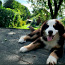 Bernes zennenhund (foto #1)