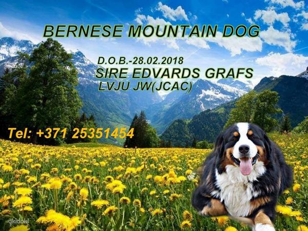 Bernese zennenhund (foto #2)