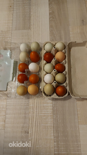 Munad/ яйца (фото #1)