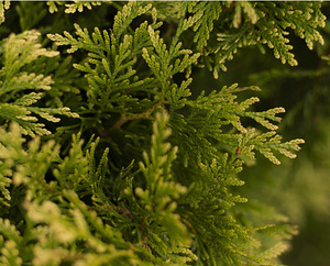 Thuja Occidentalis 'Brabant' 60-80 cm [4kg/pott] (2 foto / 4)