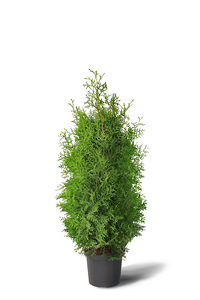 Thuja Occidentalis 'Brabant' 100-120 cm [7,5kg/pott] (1 foto / 4)