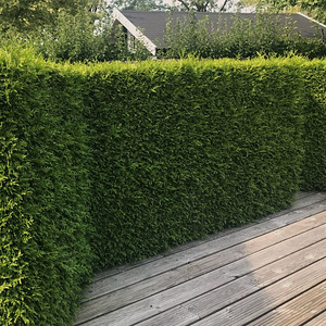 Thuja Occidentalis 'Brabant' 200-220 cm [38kg/ pott] (5 foto / 5)