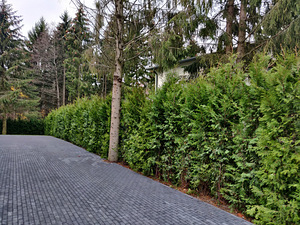 Thuja Occidentalis 'Brabant' 225-250 cm [48kg/ pott] (2 foto / 5)