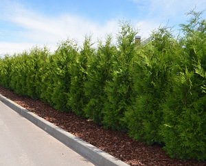 Thuja Occidentalis 'Brabant' 225-250 cm [48kg/ pott] (4 foto / 5)