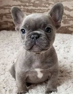 Prantsuse Buldog Blue Tan kutsikad (2 foto / 5)
