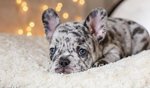Prantsuse Buldogi kutsikad Blue Merle (3 foto / 5)