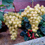 Саженцы винограда (фото #1)