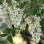 Белая акация цветы 50 грамм (фото #1)