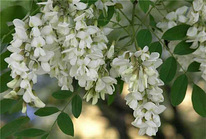 Белая акация цветы 50 грамм
