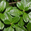 Листья брусники 50 грамм (фото #1)