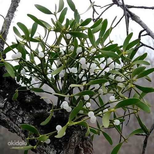 Листья омелы 50 грамм (фото #1)
