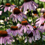 Эхинацея пурпурная (цветы) 50 грамм (фото #1)